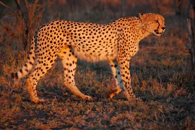 coming soon to kuno national park  cheetahs  filmmakers and many questions