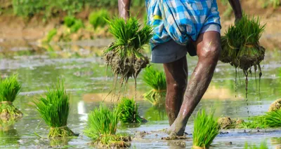 budget fails yet again to present a roadmap to increase rural demand  double farmers  income