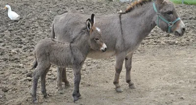 is india s donkey population falling prey to chinese  ejiao  producers 