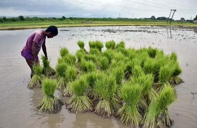 exclusive  centre s kharif msp far below hike recommended by several bjp ruled states
