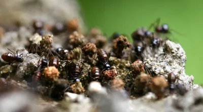 an ant colony has memories that its individual members don t have