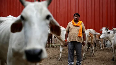 kanpur diary  no more waiting till the cows come home
