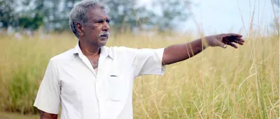 coastal farmers harvest riches with hardy vetiver