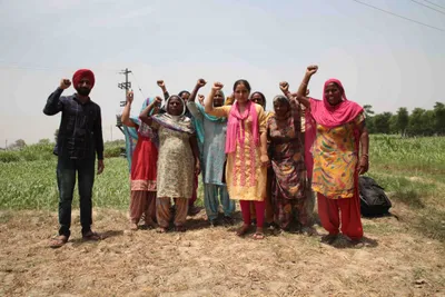 watch   how dalit landless farmers are reclaiming their share of land in punjab
