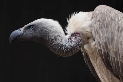 traditional medicine  treatments now threaten south africa’s vultures
