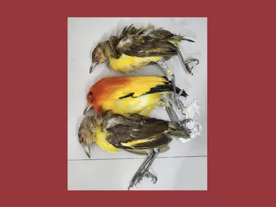 good intentions and exotic pets – never a good mix