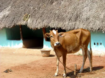 what tamil nadu s experience with private milk procurement tells us about the pitfalls of new farm bills