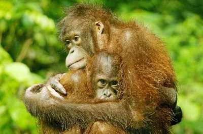 borneo records startling decline in orangutan population