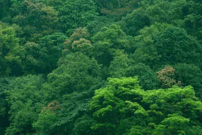 beyond tree planting  why india s ecological restoration drives need revamping