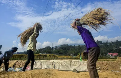 icar tightens publication rules after dispute over genome edited rice data