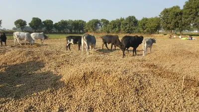 launched with fanfare  this cow shelter is of no help to bundeli farmers