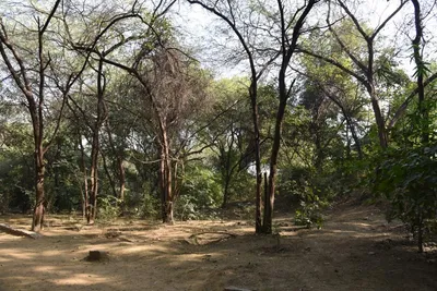 the delhi development authority demonstrates how to kill a forest