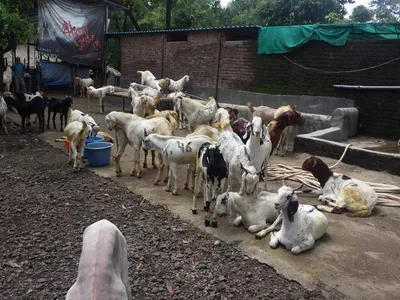 sheep and goat farmers left without fodder in drought hit marathwada