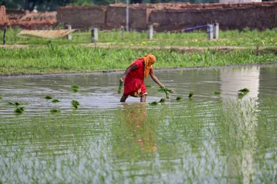 rice prices spike across india due to weak monsoon  tightening supplies