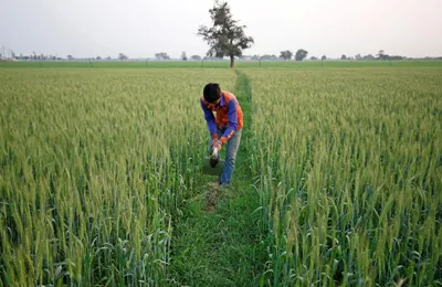 listen    lack of clarity from centre contributed to losses suffered by farmers 