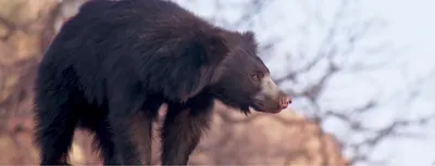 film puts karnataka’s biodiversity on the global map