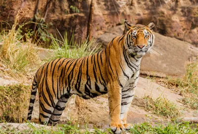 karnataka’s sixth tiger reserve is emerging where dacoits once roamed