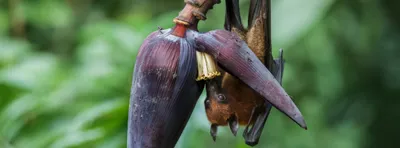 rather than blaming bats for nipah infection  we should improve public health