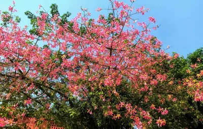 jnu  the emotional cost of protesting
