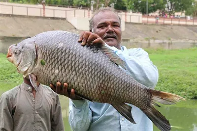 industrial corridors swallow hundreds of fish species in gujarat