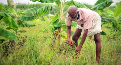 indian farmers are building food forests to fight climate change  agrarian crisis