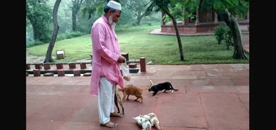 from queens to jinns  the mystical cats of agra s sandali mosque