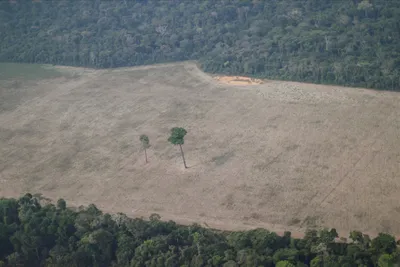 deforestation in brazil s amazon skyrockets to 12 year high under bolsonaro