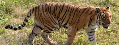 study suggests there may be no tigers in the sundarbans by 2070