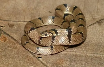 evolution of snakes  scientists unravel the mysssteries