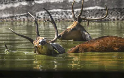 animals go ‘missing’ in west bengal zoos  official numbers don’t tally