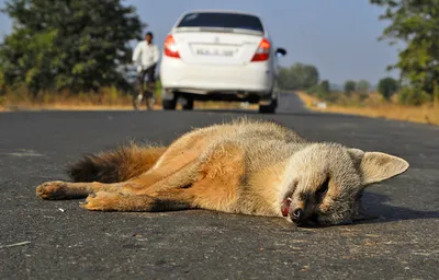 new citizen science initiative to report animals killed by speeding vehicles