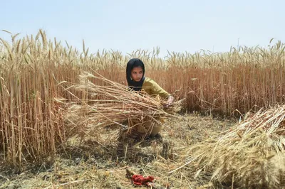 heat wave threatens india’s wheat output  export plans