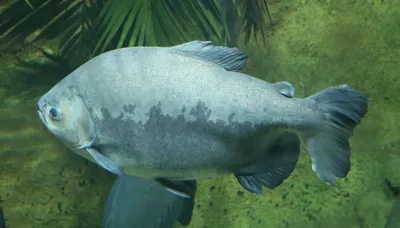 an ancient alliance of fish and forest in the amazon is in danger