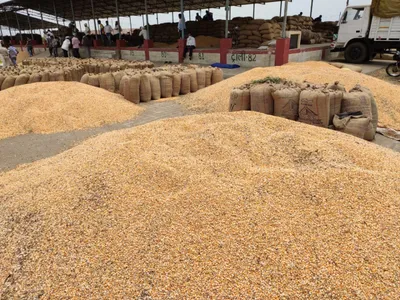 the rumours that killed the chicken and the maize 