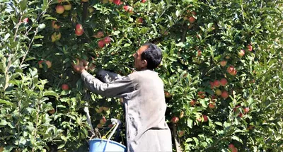 kashmiri farmers struggle to sell bumper fruit harvest