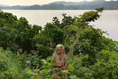 several indian states record rise in green cover  decline in carbon stock