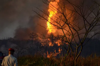  cost to ecosystem has taken a back seat   baghjan fire fallout leaves residents in a lurch