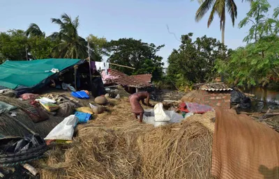 sundarban farmers need a rice variety that is salt tolerant but also marketable