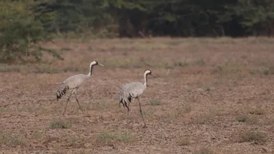 proposed solar project in india’s largest grassland sparks conservation concerns