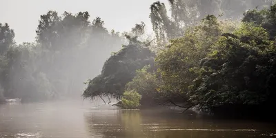 uphold definition of forests as per 1996 judgment  sc says in interim order on amended forest act