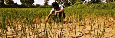 since 2014  states have budgeted only 63  of total farm loan waivers promised