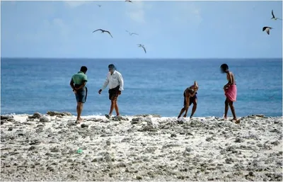 an illegal eggs trade is threatening the seabirds of lakshadweep