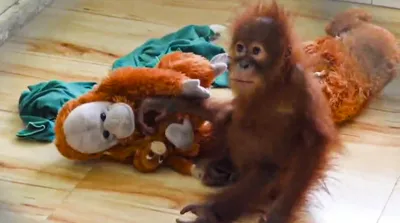 take steps to return infant orangutans immediately if they originated in indonesia  its forestry ministry urges india