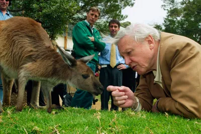 from fossicking for fossils to a champion for life on earth  david attenborough at 100