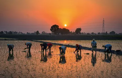 a lockdown s ripple effects on farming in haryana over the last 2 months