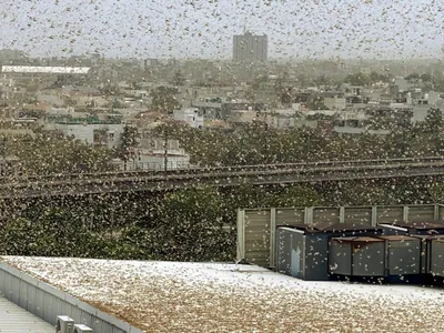 locust swarms enter gurgaon  border areas in delhi  several up districts suffer crop damage