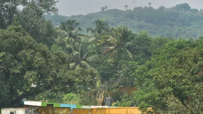 mumbaikars enraged as new maharashtra govt decides to shift metro car shed back to aarey forest