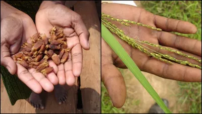 india has recognised forest rights but intervention is still necessary