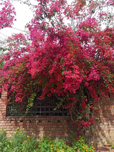 how covid 19 stole my last semester of college at jnu