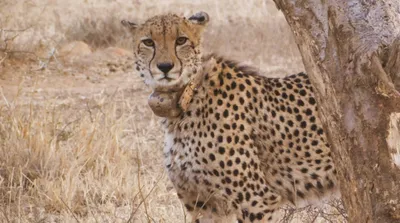 project cheetah  male cheetah agni that ventured into rajasthan tranquilised and ‘brought back’
